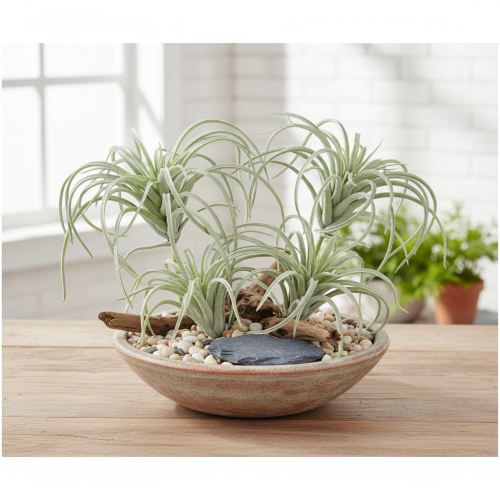 Prodotto Tillandsia succulenta piante verdi artificiali 13cm