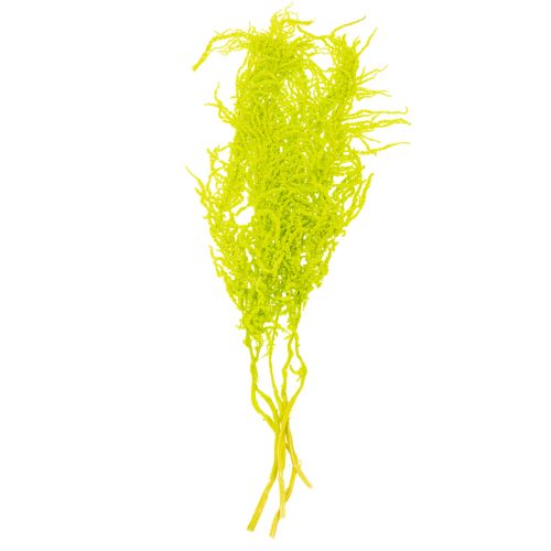 Prodotto Fiori secchi tinti Amaranto per decorazioni di casa e accenti unici 100 cm, 5 pezzi
