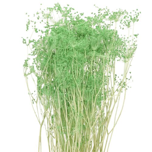 Prodotto Fiori secchi, ombrellifere, verdi, 70-80 cm, 150 g