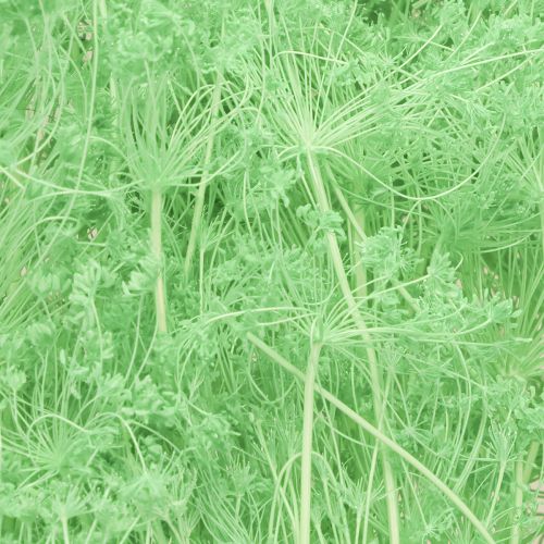 Prodotto Fiori secchi, ombrellifere, verdi, 70-80 cm, 150 g