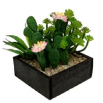 categoria Cactus e succulente