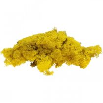 Prodotto Muschio di renna giallo muschio Deco per artigianato giallo limone 500 g