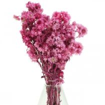 Prodotto Mini Fiore Di Paglia Rosa Fiori Secchi Fiore Di Roccia H20cm 15g