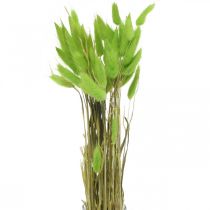Prodotto Velluto verde erba, lagurus, decorazione secca, erba dolce essiccata L18-50cm 25g