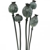 Prodotto Capsule di semi di papavero color nero fiori secchi decorazione semi di papavero 50-60 cm 5 pezzi