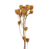 Prodotto Ramo di Salignum fiori di leucadendro chiaro sul ramo 25 pezzi