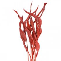 Prodotto Strelitzia lascia floristica secca glassata rossa 45-80 cm 10 pezzi