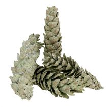 Prodotto Coni Strobus come decorazione naturale 15 cm - 20 cm verdi 50 pezzi