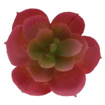 Prodotto Succulente Ø5cm Rosa 6 pezzi