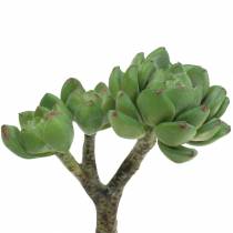 Prodotto Succulente Echeveria artificiale Verde H15cm