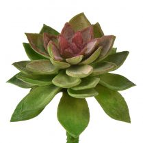 Prodotto Rosa di pietra succulenta 6 cm verde 6 pezzi