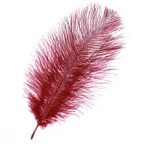 Prodotto Piume di struzzo vere piume decorazione rosso vino 20-25 cm 12 pezzi