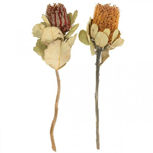 Prodotto Banksia coccinea fiori secchi natura 10pz
