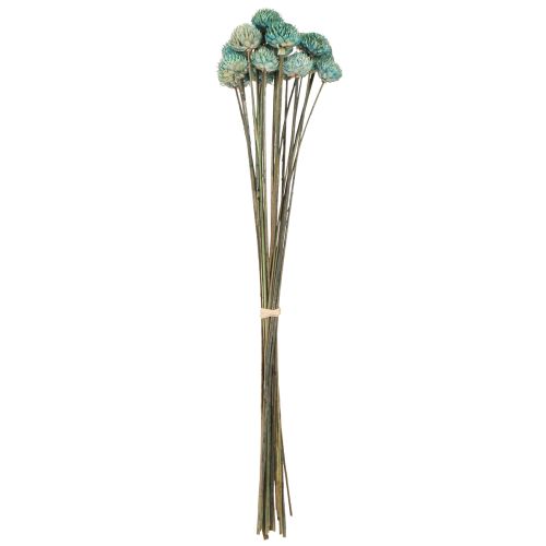 Prodotto Fiori secchi tinti margherita nera blu H38-40 cm 20 pz