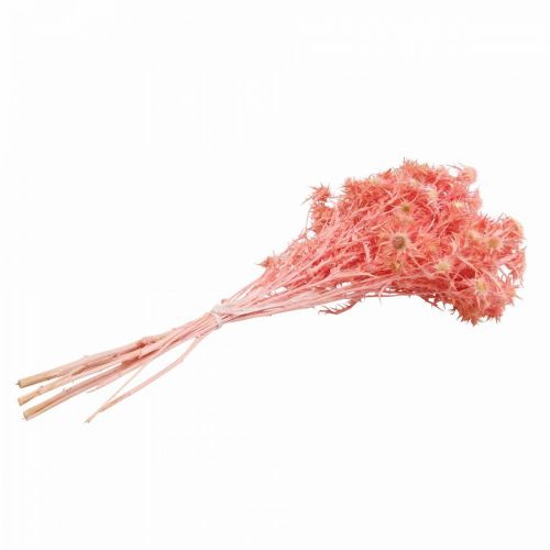 Prodotto Ramo decorativo di cardo essiccato Fiori secchi rosa polvere 100g