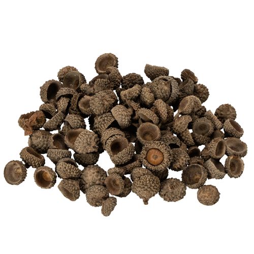 Prodotto Tappi di ghianda naturali, ciotole decorative per l'autunno e l'Avvento, 2 cm, 300 g