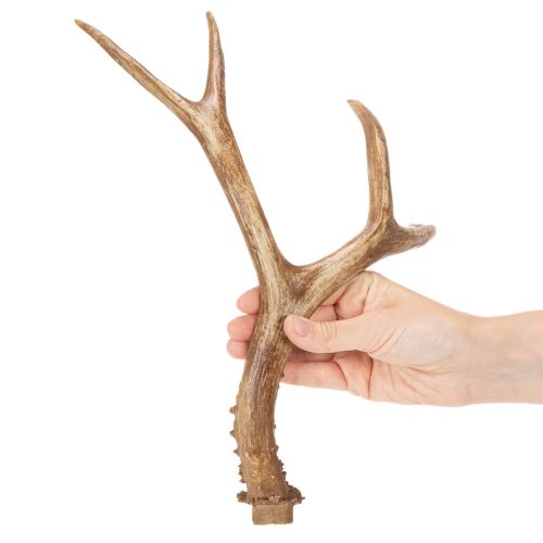 Prodotto Corna artificiali, realistiche, rustiche, 32 cm