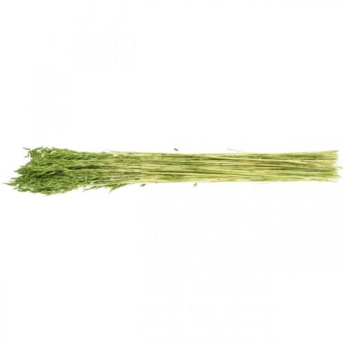 Floristik24 Avena secca grana verde decorazione rustica secca 70 cm pacco da 100 g