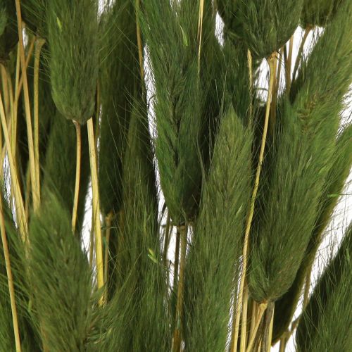 Prodotto Erba Coda di Lepre Lagurus Verde Secca 50-60 cm 50 g