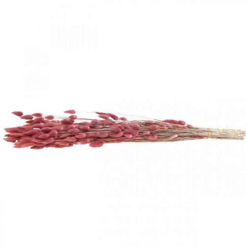 Prodotto Coda di Coniglio Erba Lagurus Essiccato Rosa Chiaro 60cm 50g