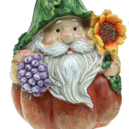 Floristik24 Gnomo autunnale zucca decorazione gnomo figura assortita H11,5 cm 2 pezzi