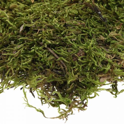 Prodotto Muschio indiano muschio di foresta verde naturale 2kg