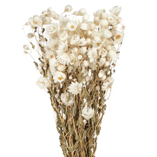 Fiori secchi di camomilla Decorazione Fiori bianchi Mazzo 65cm 50g