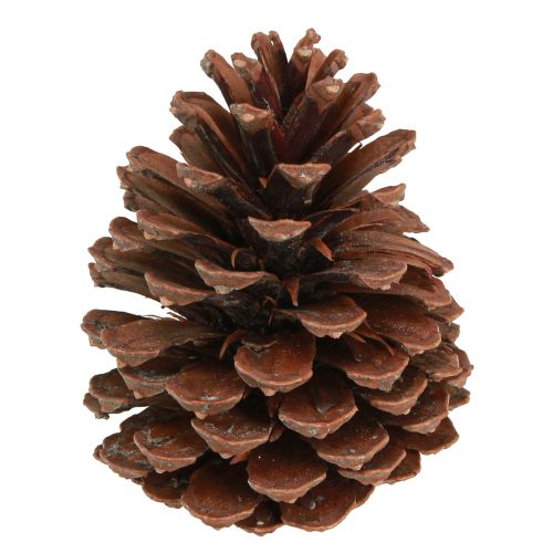 Pigne Decorazione pigne Pinus Maritima marittima 12-13cm 3 pz