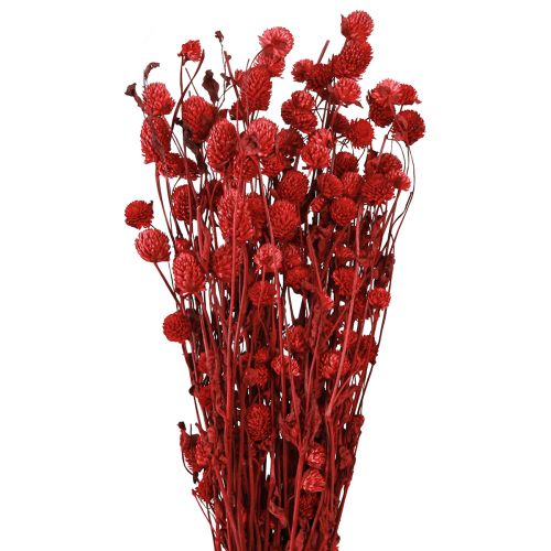 Prodotto Globo amaranto Gomphrena Globosa in rosso scuro L45cm 100g