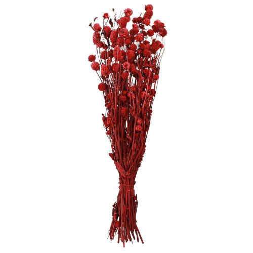 Prodotto Globo amaranto Gomphrena Globosa in rosso scuro L45cm 100g