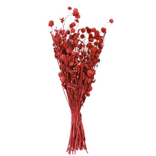 Prodotto Globo amaranto Gomphrena Globosa rosso brillante L45cm 100g