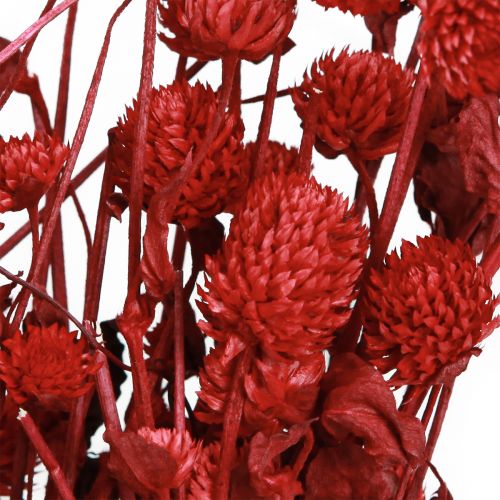 Prodotto Globo amaranto Gomphrena Globosa rosso brillante L45cm 100g