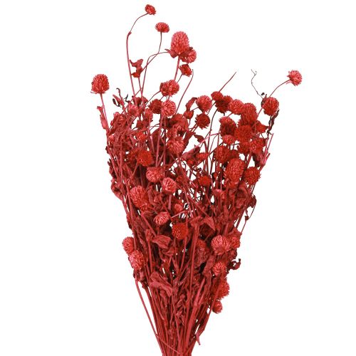 Floristik24 Globo amaranto Gomphrena Globosa rosso brillante L45cm 100g