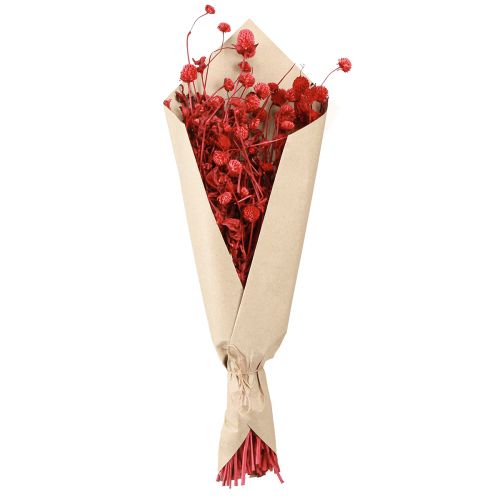 Prodotto Globo amaranto Gomphrena Globosa rosso brillante L45cm 100g