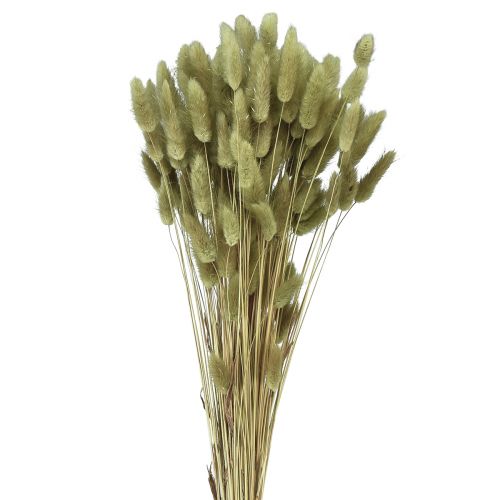 Floristik24 Lagurus Erba Secca Coda di Coniglio Oliva 65-70 cm 100 g