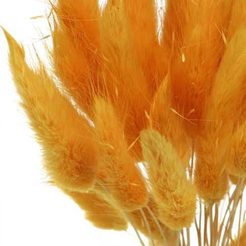 Prodotto Lagurus Yellow Velvet Grass Coda di coniglio Erba L40–55cm 25g