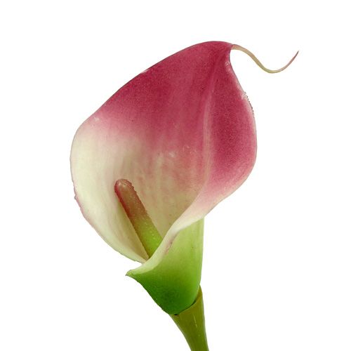 Prodotto Mini calla artificiale 28 cm Erika, crema 12 pz