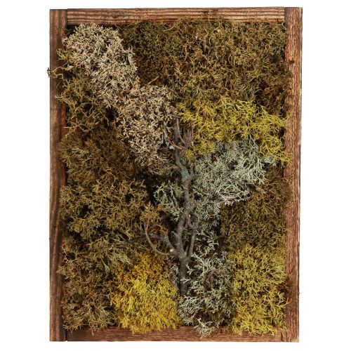 Floristik24 Quadro muschio Quadro vero muschio con cornice preservata 40×30 cm