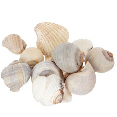 Prodotto Lumache e conchiglie - Elementi decorativi marini per abbellire la tua stanza in modo unico - 500 g