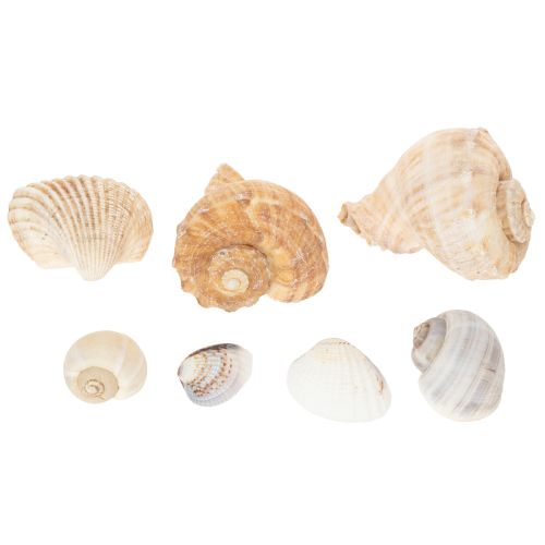Prodotto Lumache e conchiglie - Elementi decorativi marini per abbellire la tua stanza in modo unico - 500 g
