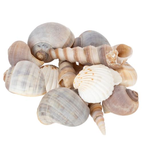 Prodotto Conchiglie marini Decorazioni naturali per arredamento d'interno elegante e fai da te 500g