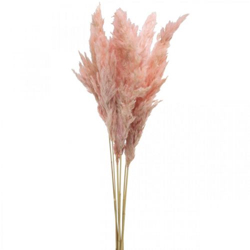 Erba di pampa essiccata fiori rosa secca 65-75 cm 6 pezzi in  mazzo-01112