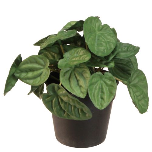 Peperomia Green Twist - Pianta d&#39;appartamento robusta e decorativa in vaso da 20 cm