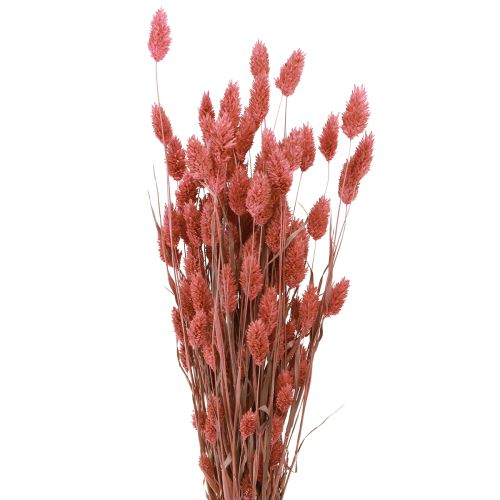 Phalaris Shine Erba fiori secchi rosa 64 cm 70 g × 2 mazzi