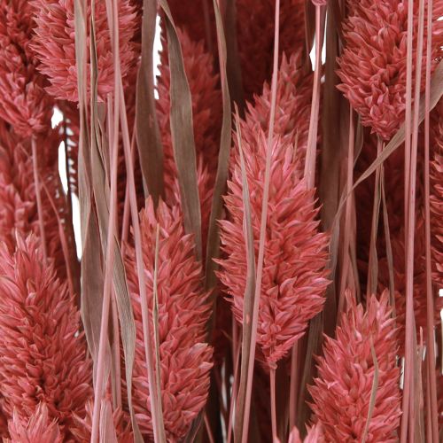 Prodotto Phalaris Shine Erba fiori secchi rosa 64 cm 70 g × 2 mazzi