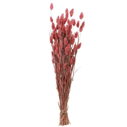 Prodotto Phalaris Shine Erba fiori secchi rosa 64 cm 70 g × 2 mazzi