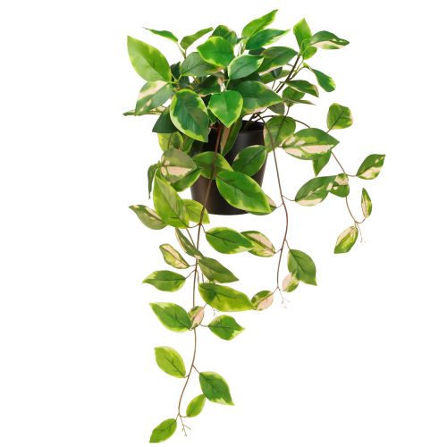 Floristik24 Philodendron Scindapsus con vaso, di facile manutenzione - ideale per ufficio e casa 32 cm