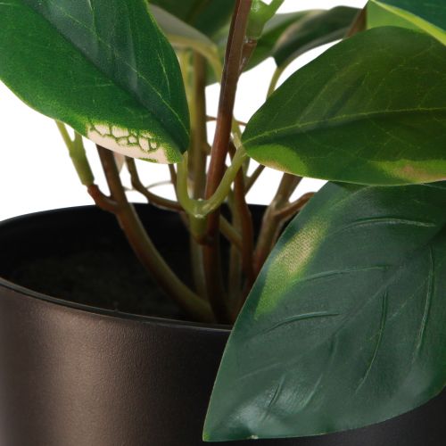 Prodotto Philodendron Scindapsus con vaso, di facile manutenzione - ideale per ufficio e casa 32 cm