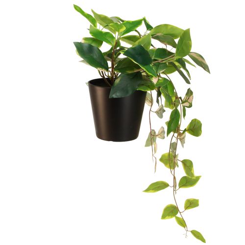 Prodotto Philodendron Scindapsus con vaso, di facile manutenzione - ideale per ufficio e casa 32 cm