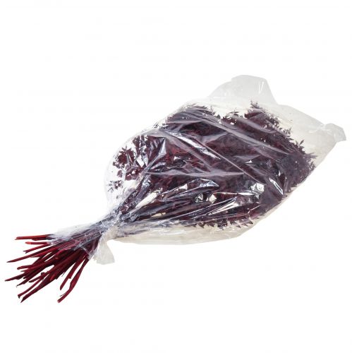 Prodotto Rami decorativi Ruscus Red essiccati rosso scuro 75-95 cm 1 kg